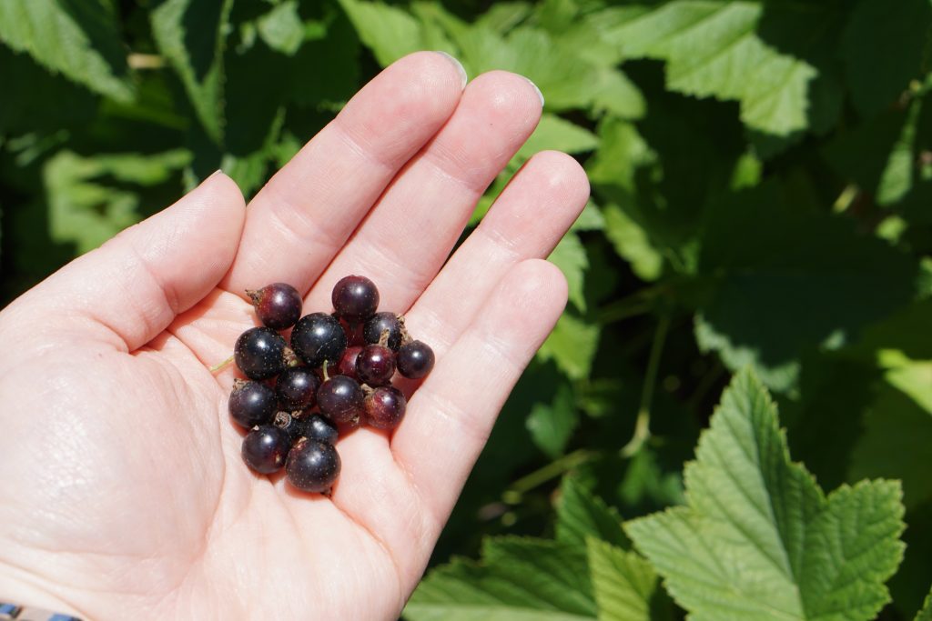 Blackcurrants in hand in front of a blackcurrant bush.  Black currants currant fruit picking